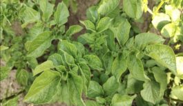 Kāpēc agronomu ieteiktais kartupeļu stādīšanas veids pārspēj tradicionālo: raža būs mērāma tonnās Kāpēc agronomu ieteiktais kartupeļu stādīšanas veids pārspēj tradicionālo: raža būs mērāma tonnās