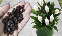 Miera lilija ziedēs visu gadu: vienkāršs paņēmiens, ko iecienījuši telpaugu audzētāji Miera lilija ziedēs visu gadu: vienkāršs paņēmiens, ko iecienījuši telpaugu audzētāji