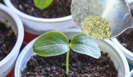 Ieberu tikai šķipsniņu katrā podiņā: dēsti aug griezdamies bez papildu mēslošanas