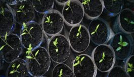 Februāris drīz klāt: ko sēt jau tagad, lai vasarā dārzs būtu ražas pārpilns