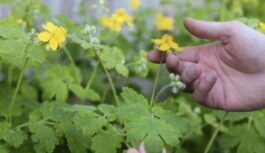 Ja dārzā bagātīgi saaugušas strutenes: tā ir svarīga zīme, ka ar augsni kaut kas nav kārtībā Ja dārzā bagātīgi saaugušas strutenes: tā ir svarīga zīme, ka ar augsni kaut kas nav kārtībā