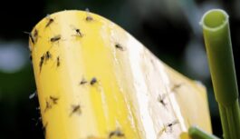 Ko darīt, ja ziemā mājās parādījušās mušiņas: pārbaudīti veidi, kā no tām tikt vaļā