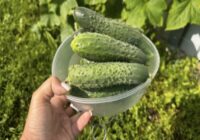 Japāņu metode gurķu audzēšanā: kā iegūt bagātīgu ražu pat kaprīzā vasarā