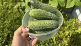 Japāņu metode gurķu audzēšanā: kā iegūt bagātīgu ražu pat kaprīzā vasarā