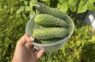Japāņu metode gurķu audzēšanā: kā iegūt bagātīgu ražu pat kaprīzā vasarā