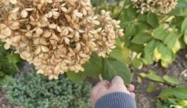 Kā panākt, lai hortenzijas ziedi būtu koši un sulīgi: viens vienkāršs triks izcilam rezultātam