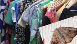 Kā uz visiem laikiem atbrīvoties no kodēm mājoklī: viena ēteriskā eļļa, kas pasargās tavu skapi