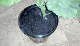 Kāpēc dārzkopji iesaka pelargonijas stumbrā iespraust adatu: vienkārša metode bagātīgai ziedēšanai pat viskaprīzākajiem augiem