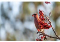 Netērē lieki, nestrīdies principa pēc: tautas ticējumi un aizliegumi 5. janvārim