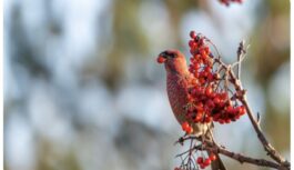 Netērē lieki, nestrīdies principa pēc: tautas ticējumi un aizliegumi 5. janvārim