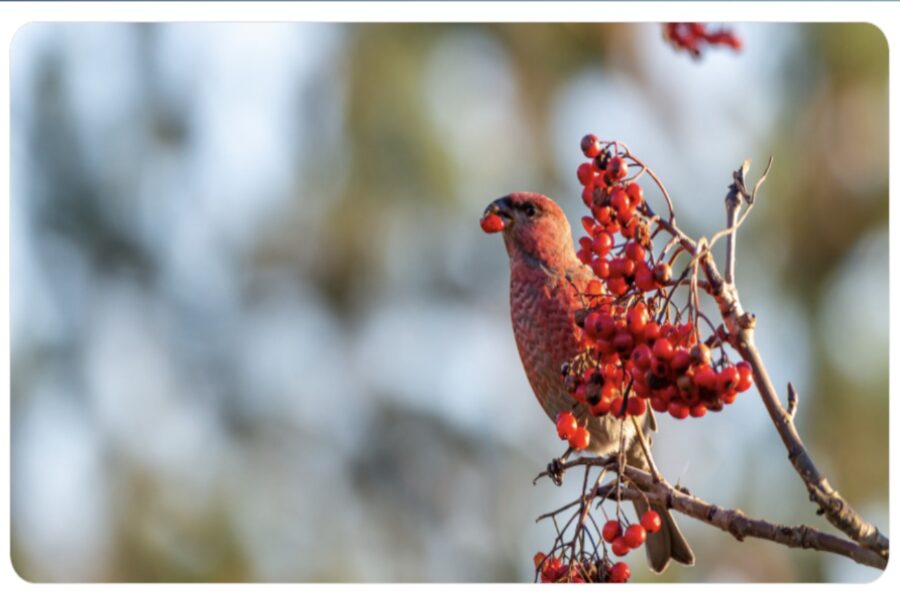 Netērē lieki, nestrīdies principa pēc: tautas ticējumi un aizliegumi 5. janvārim