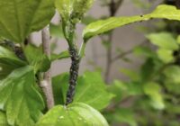 Virtuvē pieejams līdzeklis dārza kopšanai: kā cīnīties ar laputīm bez ķimikālijām