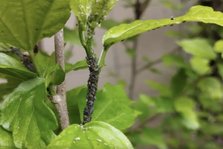 Virtuvē pieejams līdzeklis dārza kopšanai: kā cīnīties ar laputīm bez ķimikālijām