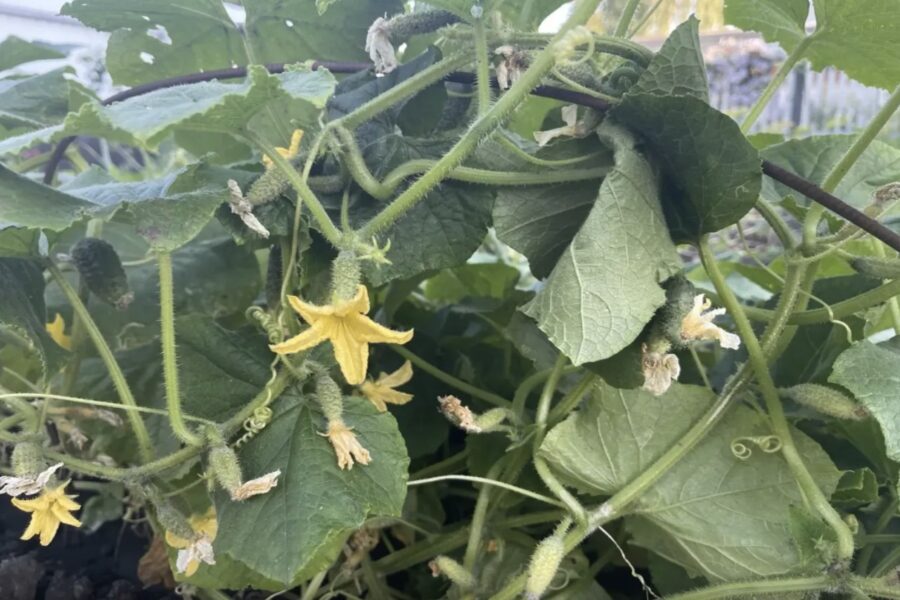 Gurķu raža no aprīļa līdz oktobrim: pārbaudīta tehnoloģija nepārtrauktai ražas ieguvei