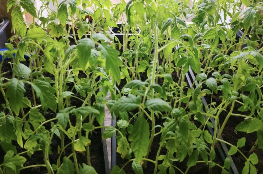 Viena karote ūdenī – un tomātu stādi aug trīsreiz kuplāki: kāti īkšķa resnumā, bet lapas – zaļākas par egli