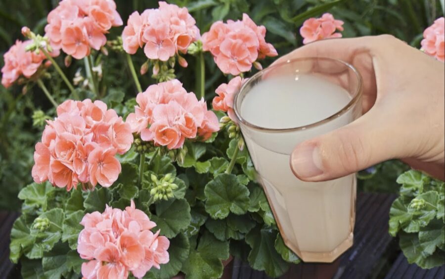 Janvārī leju šo pelargonijām, vijolītēm un citiem ziediem, lai līdz pavasarim tie uzziedētu ar kuplām ziedu cepurēm