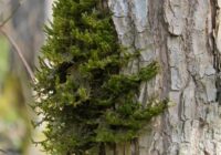 2026. gada sūna: Veco mežu vēstnese – īssetas nekera 2026. gada sūna: Veco mežu vēstnese – īssetas nekera