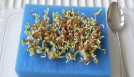 Sēklu dīgtspēja līdz 99%: piparu sēšanas metode stādiem