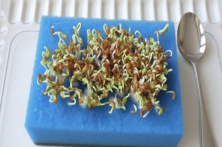 Sēklu dīgtspēja līdz 99%: piparu sēšanas metode stādiem