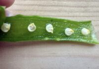 Sēklu mērcēšana alvejas sulā: dabisks sākums spēcīgiem un veselīgiem stādiem