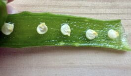 Sēklu mērcēšana alvejas sulā: dabisks sākums spēcīgiem un veselīgiem stādiem