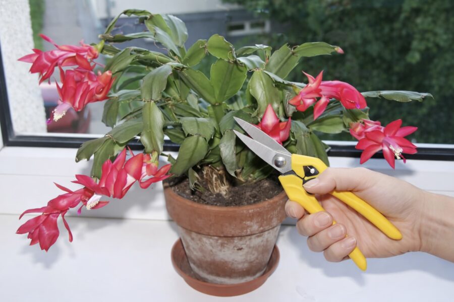 Ziemassvētku kaktuss ir noziedējis: kad to apgriezt, lai nākamgad būtu vairāk pumpuru