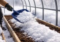 Tukša siltumnīca ziemā nav jāpamet novārtā: kāpēc tieši tagad tajā ir vērts samest sniegu