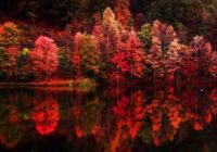 Kāpēc rudens lapu sarkanā krāsa iespējams drīz pazudīs uz visiem laikiem un mēs redzēsim tikai netīru rudeni