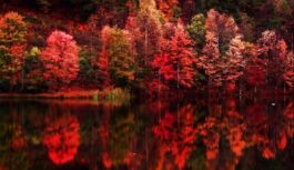 Kāpēc rudens lapu sarkanā krāsa iespējams drīz pazudīs uz visiem laikiem un mēs redzēsim tikai netīru rudeni