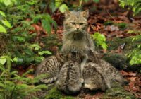 Kāpēc nevajadzētu ņemt rokās mežmalā atrastu kaķēnu – tas var būt slikts lēmums