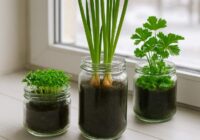 Ko ziemā var izaudzēt uz palodzes burkā – daru to jau vairākus gadus