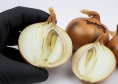 Sīpoli ziemā sāk bojāties no vidus: vienkārši iemesli, kāpēc tie mēdz nesaglabāties līdz pavasarim