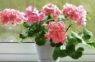 Kas patiesībā nepatīk pelargonijām ziemā: vienkārši soļi, lai tās priecētu ar bagātīgu ziedēšanu visu gadu
