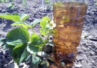 Visu ziemu krāju tukšās 2 litru pudeles un pavasarī nevaru nopriecāties: noderīgs knifs ikvienai dārzniecei