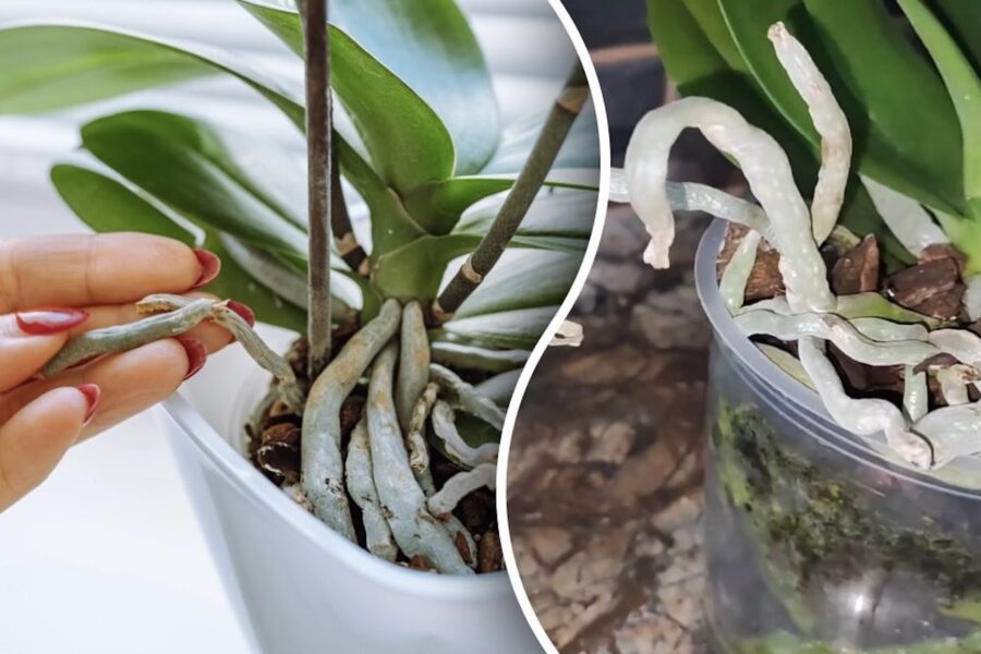 Orhideju gaisa saknes: kuras drīkst noņemt un kā tas patiesībā ietekmē ziedēšanu