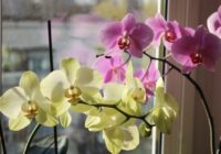 3 labākie mājās gatavojamie mēslojumi orhidejām: lūk, kāpēc manas puķes zied pat ziemā