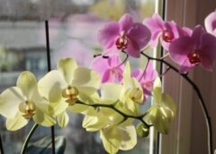 3 labākie mājās gatavojamie mēslojumi orhidejām: lūk, kāpēc manas puķes zied pat ziemā