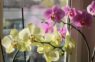 3 labākie mājās gatavojamie mēslojumi orhidejām: lūk, kāpēc manas puķes zied pat ziemā
