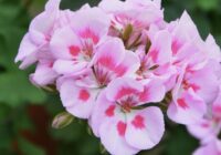 Janvārī ģerāniju apgriežu gandrīz līdz pat saknei: efektīvs veids, kā izveidot kuplu un spēcīgu krūmu