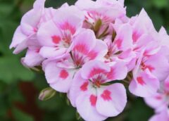 Janvārī ģerāniju apgriežu gandrīz līdz pat saknei: efektīvs veids, kā izveidot kuplu un spēcīgu krūmu