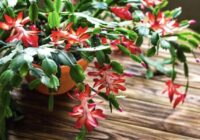 Mans Ziemassvētku kaktuss pēc svētkiem vairs nenīkuļo: vienkāršs paņēmiens, kā to “pamodināt” jaunai ziedēšanai