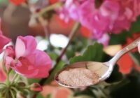 Laiks modināt ģerānijas: ko es daru jau janvārī, lai panāktu kuplu un ilgstošu ziedēšanu