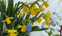 Ilgi gaidītais pavasaris vai ziemas turpinājums – sinoptiķi atklāj pirmās prognozes martam