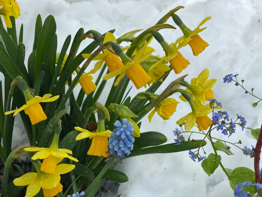 Ilgi gaidītais pavasaris vai ziemas turpinājums – sinoptiķi atklāj pirmās prognozes martam