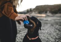 Viena Latvijas pašvaldība aicinājusi mīluļu saimniekus samaksāt suņu turēšanas nodevu līdz 1.martam