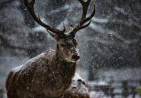 Februāris solās būt mainīgs: sinoptiķi brīdina par krasām laikapstākļu svārstībām pat dažu stundu laikā
