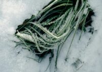 Sinoptiķi atklāj vai februārī būs tipiska ziema vai atkal sagaidīsim sniega vētras un sniegvilkšņus