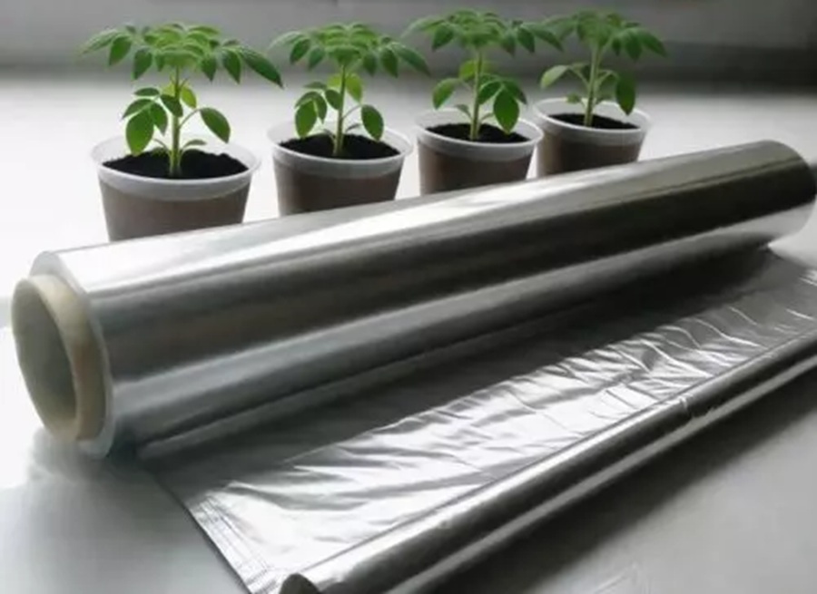 “Biezu” dēstu noslēpums ir vienkāršs: kāpēc pie loga janvārī jānovieto pārtikas folija