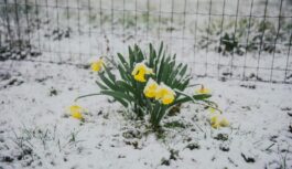 Sinoptiķi ir mainījuši prognozes par šī gada pavasari: “Iespējams šogad nāksies izlaist”