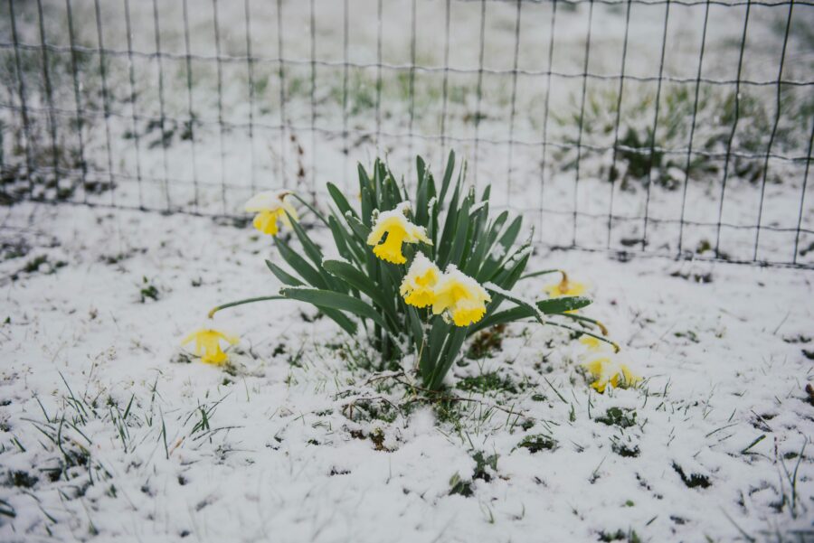 Sinoptiķi ir mainījuši prognozes par šī gada pavasari: “Iespējams šogad nāksies izlaist”